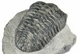 Phacopid (Drotops) Trilobite - Mrakib, Morocco #357346-5